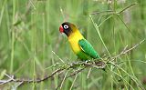 Yellow-collared Lovebirdborder=